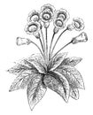 Erect Flowered Gloxinia vintage illustration