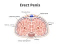 Erect penis anatomy. Illustration of male erection physiology Royalty Free Stock Photo