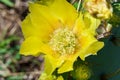 Erect prickly pear cactus flower Opuntia stricta - Pembroke Pines, Florida, USA