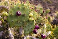 Erect prickly pear flower on the hill at daylight
