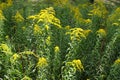 Erect stems of Solidago with yellow flowers