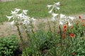 Erect stems with white flowers of Madonna lilies in June