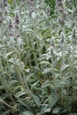 Erect stems of woolly hedgenettle with pink flowers