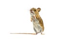 Erected mouse isolated on white background Royalty Free Stock Photo