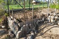 Erecting a field stones wall using wooden formwork