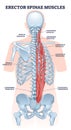 Erector spinae muscles with human back muscular system outline diagram Royalty Free Stock Photo