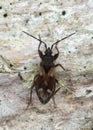 Eremocoris abietis on bark Royalty Free Stock Photo