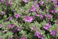 Eremophila nivea blossom Royalty Free Stock Photo