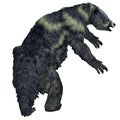 Eremotherium Sloth Tail