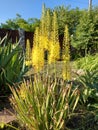 Eremurus blooms yellow in the flower garden in summer