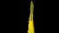 Blooming Yellow Eremurus Flower