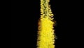 Blooming Yellow Eremurus Flower