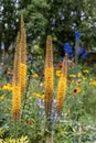 Eremurus Cleopatra Foxtail Lily in flowers garden