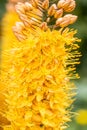 Eremurus Cleopatra Foxtail Lily in flowers garden