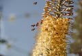 Eremurus flower. Bees collect pollen. Blue background