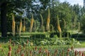 Eremurus flower, Foxtail lilies, Desert Candles. Floristry concept