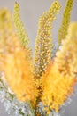 Eremurus flowering ornamental plant, beautiful yellow orange foxtail lily flowers in bloom, Desert Candle flower Royalty Free Stock Photo