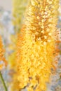 Eremurus flowering ornamental plant, beautiful yellow orange foxtail lily flowers in bloom, Desert Candle flower Royalty Free Stock Photo