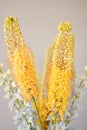 Eremurus flowering ornamental plant, beautiful yellow orange foxtail lily flowers in bloom, Desert Candle flower Royalty Free Stock Photo