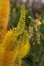 Eremurus, Foxtail Lilly