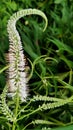 Eremurus Himalaicus Flowers