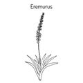 Eremurus himalaicus, or foxtail lilies, or desert candles, ornamental and medicinal plant