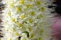 Eremurus himalaicus, foxtail lily, Himalayan Desert Candle