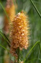 Eremurus isabellinus pinocchio cleopatra flowering ornamental plant, beautiful pink orange foxtail lily flowers in bloom