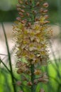 Eremurus isabellinus pinocchio cleopatra flowering ornamental plant, beautiful pink orange foxtail lily flowers in bloom Royalty Free Stock Photo