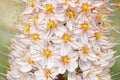 Eremurus olgae flower closeup