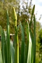 Eremurus robustus young plant lawn grass bulb turf in the garden early spring april may
