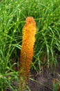 Eremurus stenophyllus,