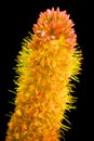 Eremurus stenophyllus, the narrow-leaved foxtail lily,