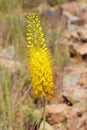 Eremurus stenophyllus, the narrow-leaved foxtail lily flower