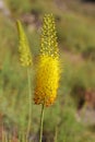 Eremurus stenophyllus , the narrow-leaved foxtail lily flower Royalty Free Stock Photo