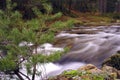 Eresma River, Scot Pine Forest, Guadarrama National Park, Spain Royalty Free Stock Photo