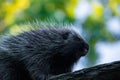 Erethizontidae, north american porcupine, climbing over tree Royalty Free Stock Photo