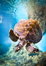 Eretmochelys imbricata Royalty Free Stock Photo