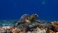 Hawksbill sea turtle underwater on a Coral reef of indonesia north of gili trawangan and gili air lombok bali