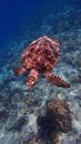 Hawksbill sea turtle underwater on a Coral reef of indonesia north of gili trawangan and gili air lombok bali Royalty Free Stock Photo