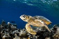 Eretmochelys imbricata - hawksbill sea turtle