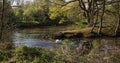 Erft scenery and swan enjoying the morning sun Royalty Free Stock Photo