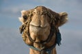 Erg Chebbi camel head