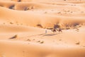 Erg Chebbi desert in Morocco, Africa with two people riding camels a person walking in front of them Royalty Free Stock Photo