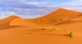 Erg Chebbi sand dunes in Moroccan desert in the morning Royalty Free Stock Photo