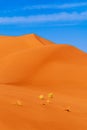 Erg Chebbi sand dunes, Sahara Desert,Morocco: Sand dunes in a sunny day close to Merzouga , North Africa Royalty Free Stock Photo