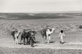 ERG CHIGAGA, MOROCCO - OCTOBER 20 2020: Camel caravan in Sahara Desert, Africa. Royalty Free Stock Photo