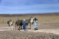 ERG CHIGAGA MOROCCO - OCTOBER 20 2020: Camel caravan in Sahara Desert Africa.