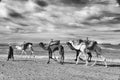 ERG CHIGAGA, MOROCCO - OCTOBER 20 2020: Camel caravan in Sahara Desert, Africa.