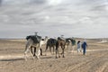 ERG CHIGAGA, MOROCCO - OCTOBER 20 2020: Camel caravan in Sahara Desert, Africa. Royalty Free Stock Photo